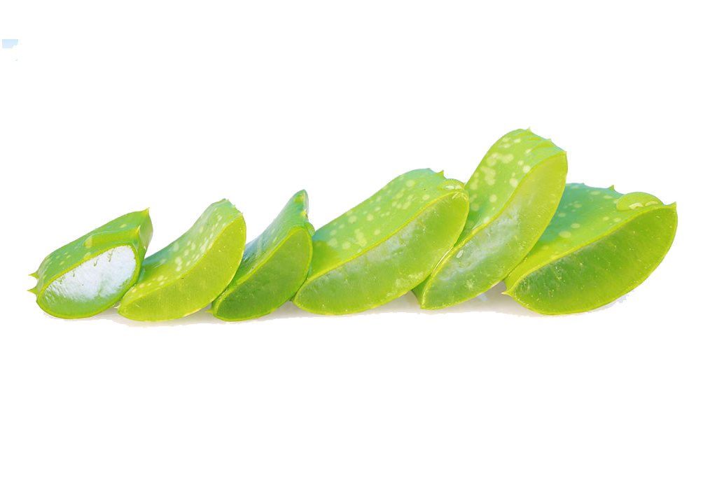 Aloe Vera Leaf Clipart