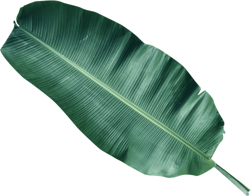 Green Leaf Background Clipart