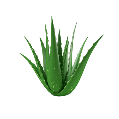 Aloe Vera Leaf Clipart