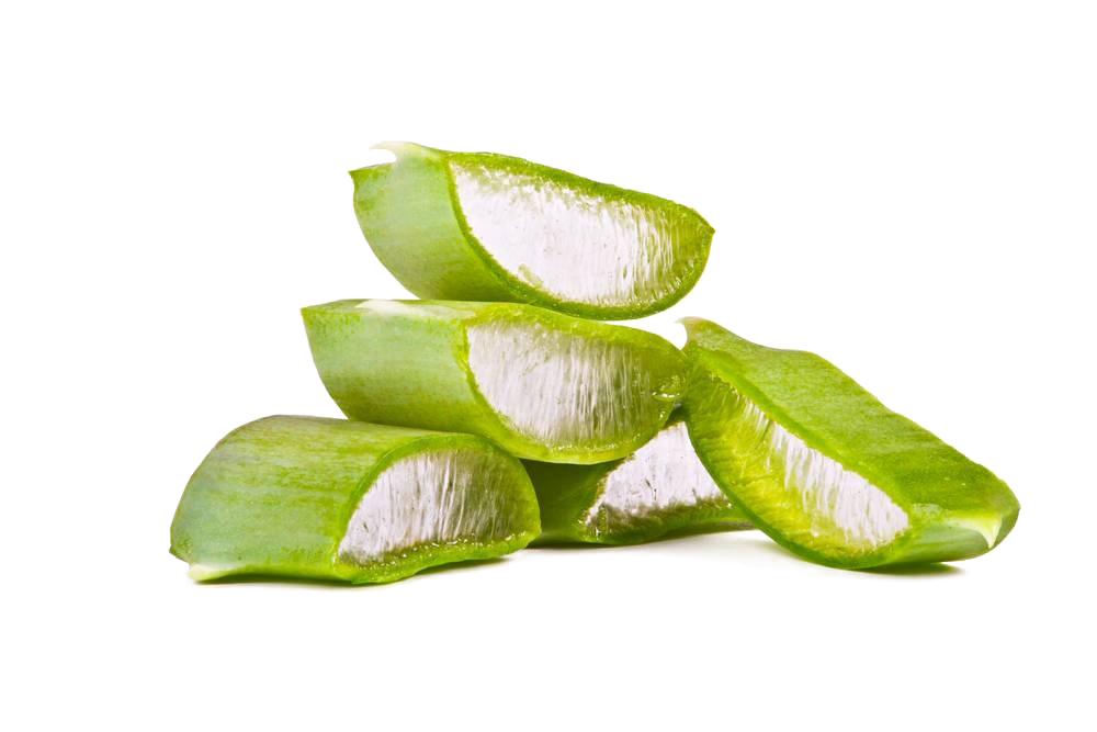 Aloe Vera Clipart