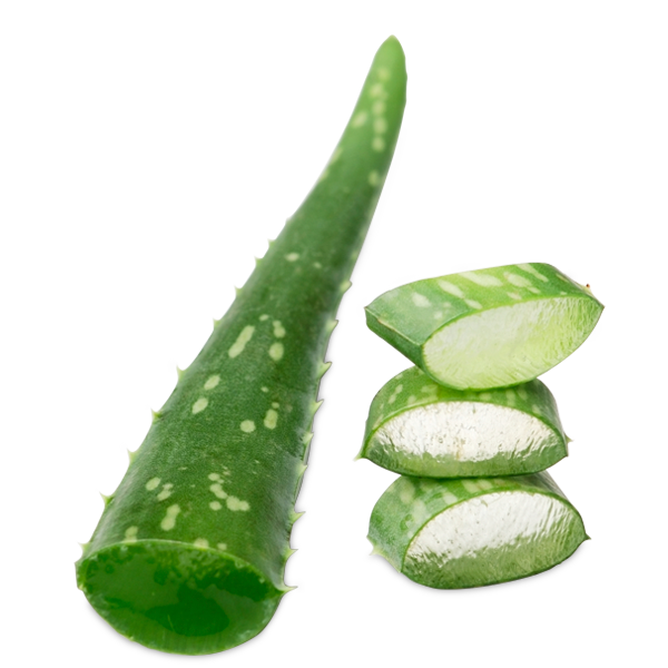 Aloe Vera Clipart