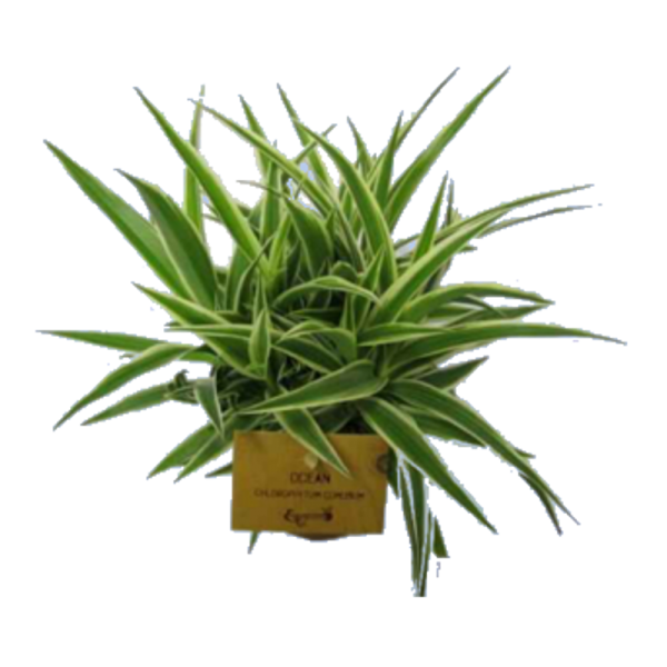 Tropical Flower Clipart