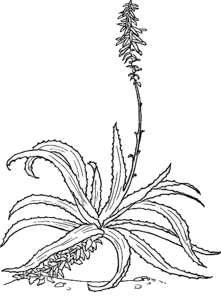 Black And White Flower Clipart