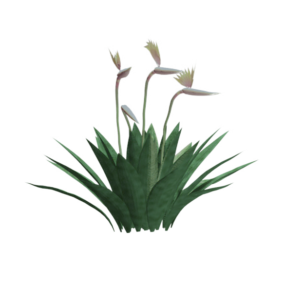 Aloe Vera Clipart