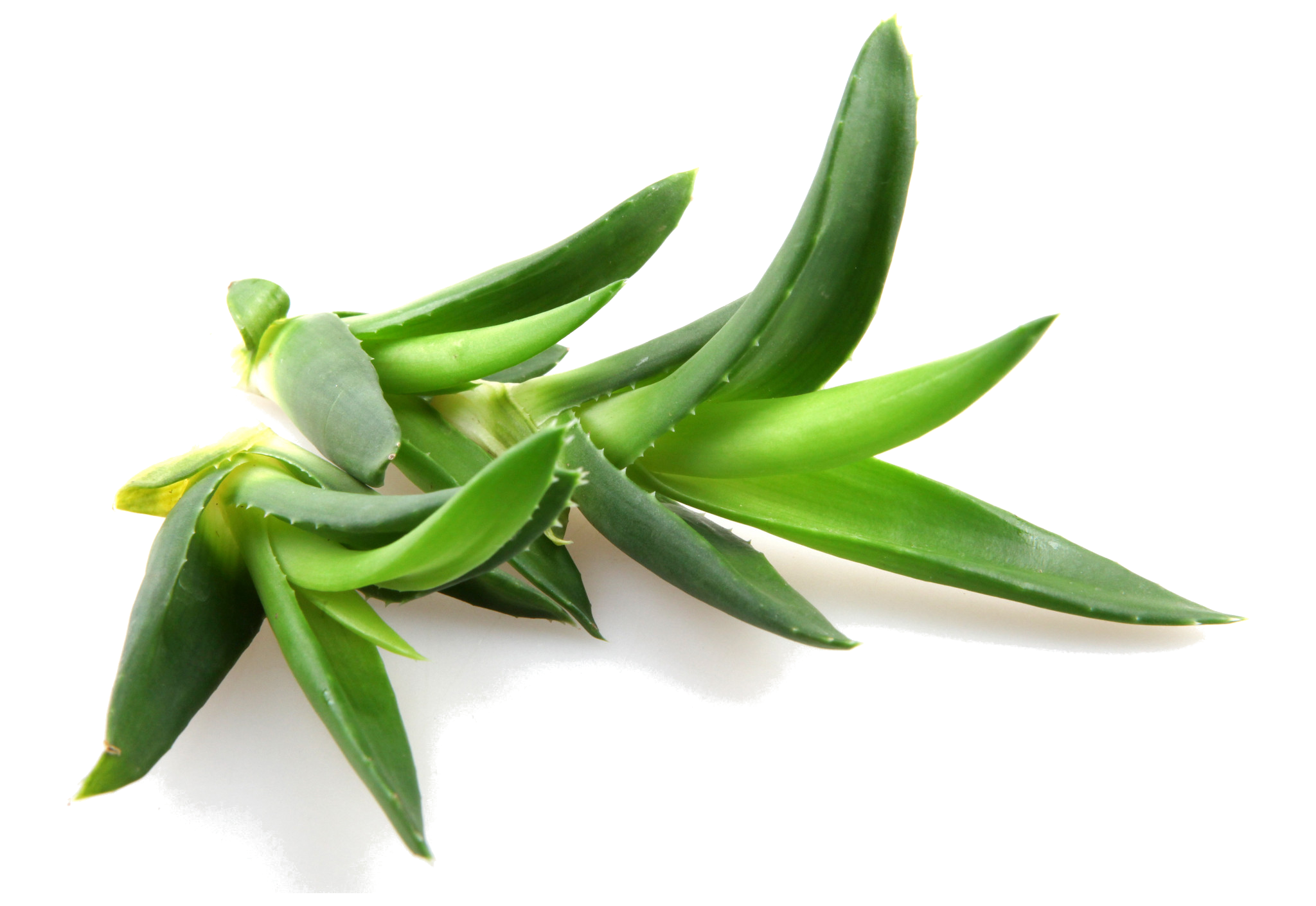 Aloe Vera Leaf Clipart