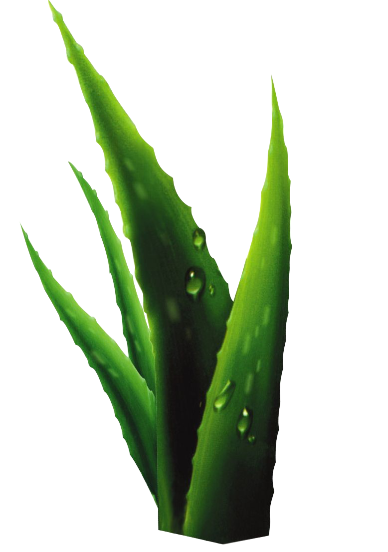 Green Grass Background Clipart