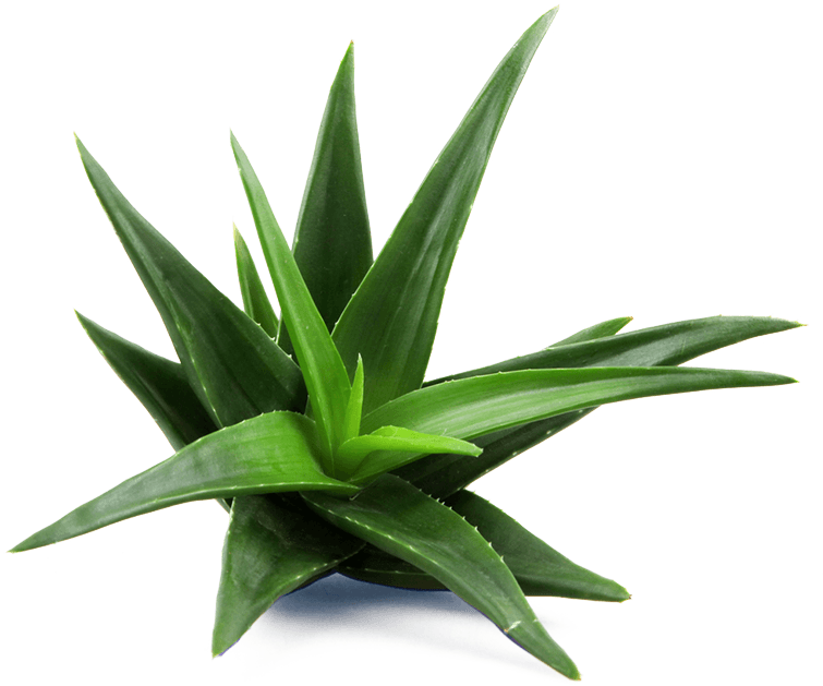 Aloe Vera Clipart