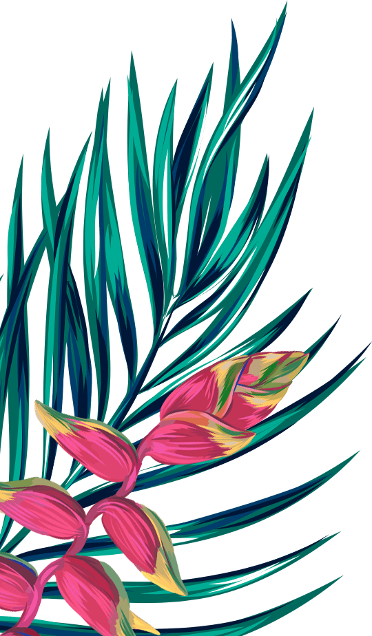 Aloe Vera Leaf Clipart