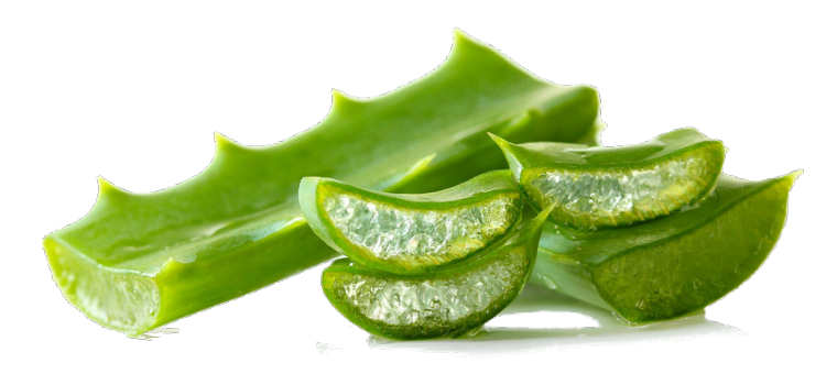 Aloe Vera Clipart