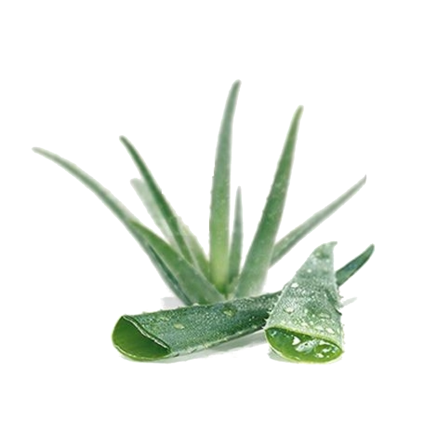 Aloe Vera Leaf Clipart