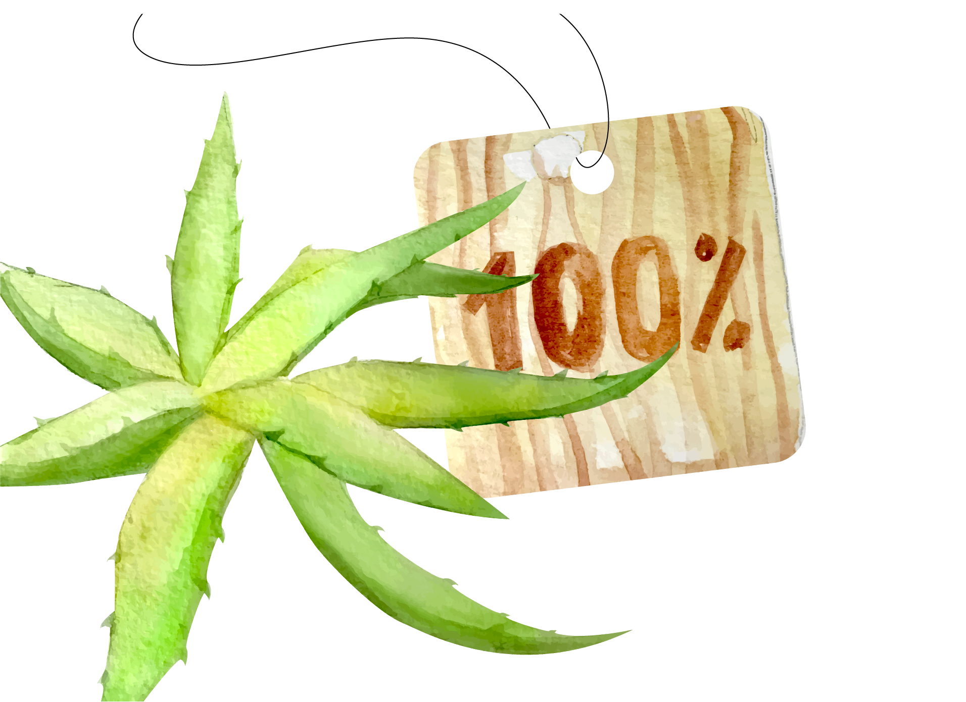 Aloe Vera Leaf Clipart