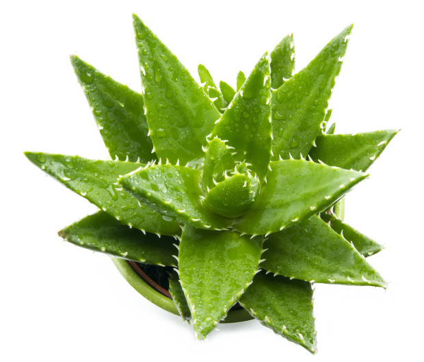 Aloe Vera Leaf Clipart