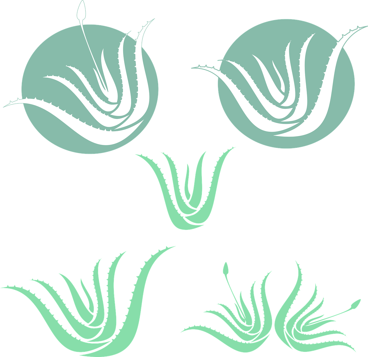 Aloe Vera Leaf Clipart