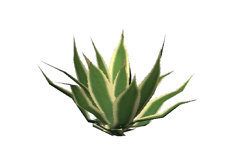 Aloe Vera Clipart