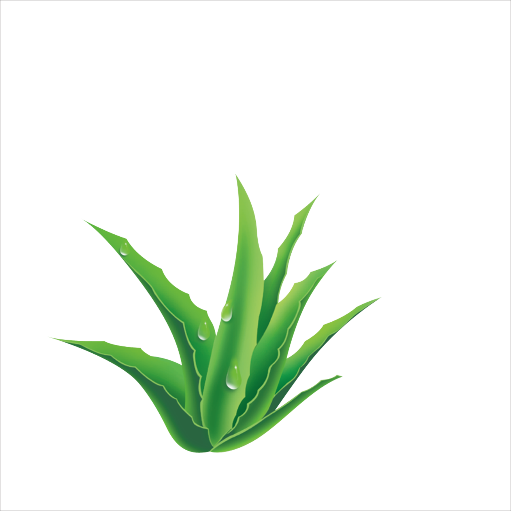 Aloe Vera Leaf Clipart