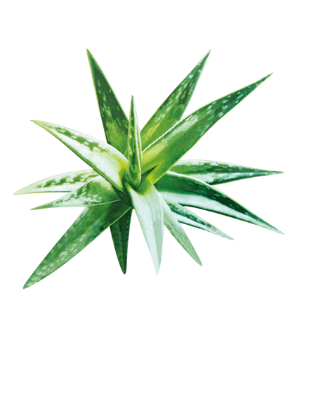Aloe Vera Leaf Clipart