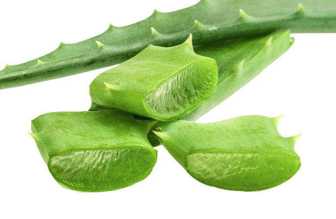 Aloe Vera Leaf Clipart