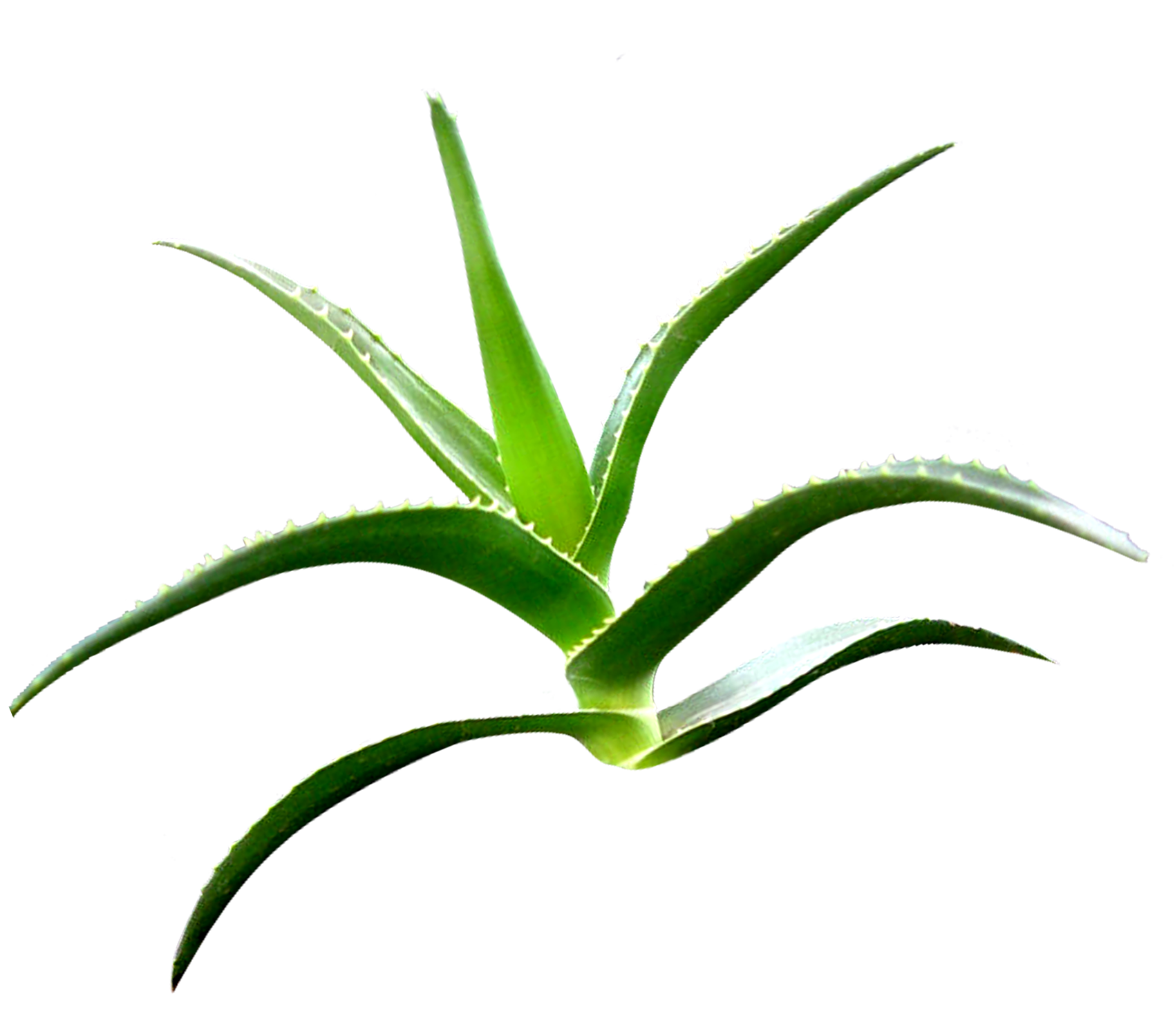 Aloe Vera Leaf Clipart