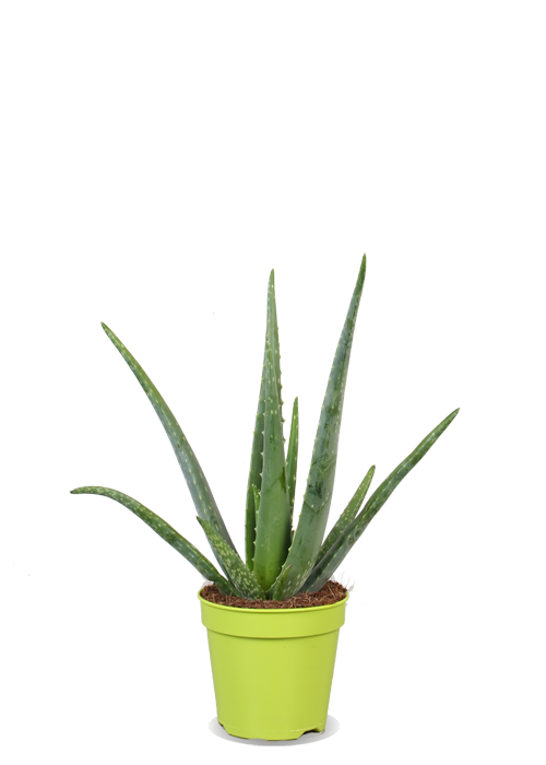 Aloe Vera Clipart