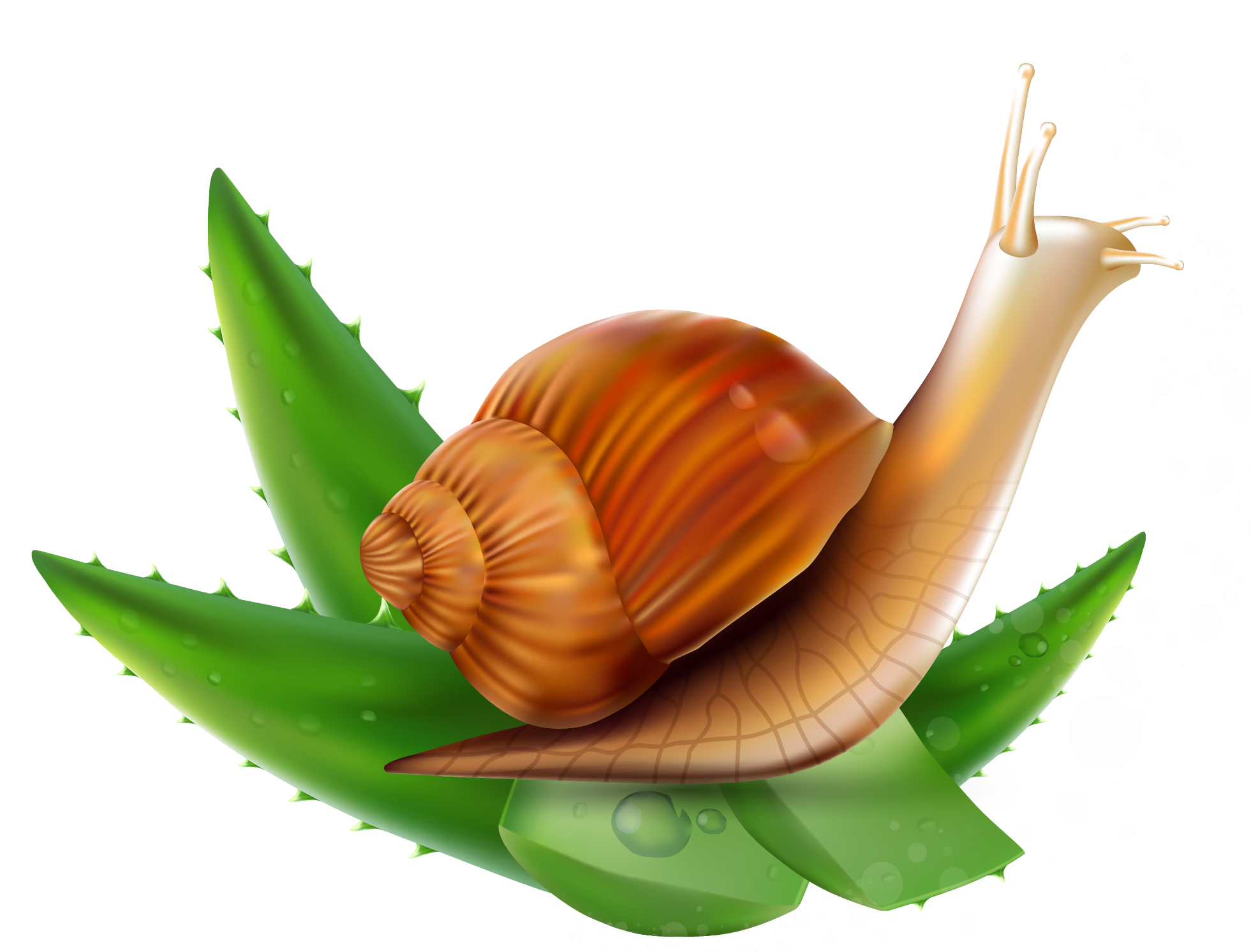 Background Green Clipart