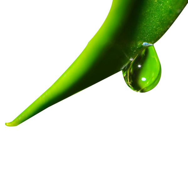 Green Leaf Background Clipart