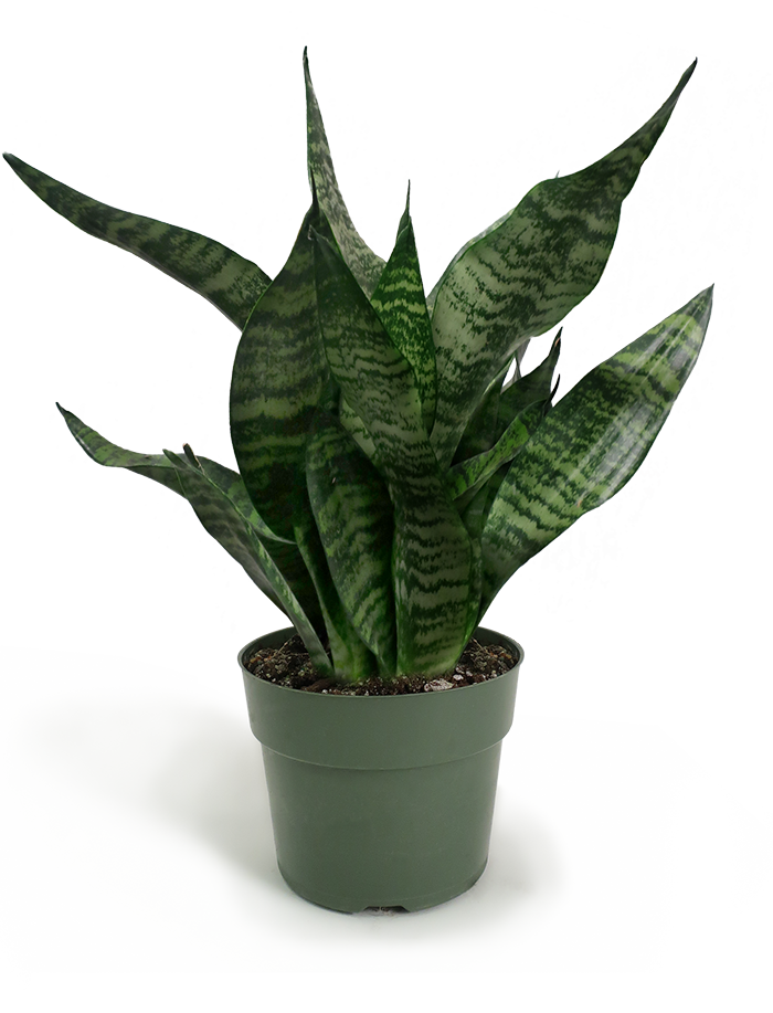 Aloe Vera Leaf Clipart