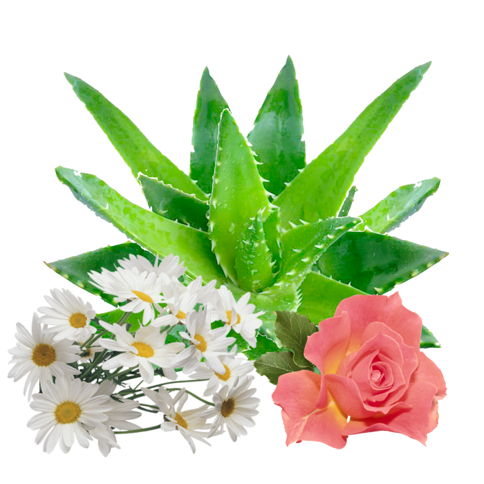 Aloe Vera Leaf Clipart