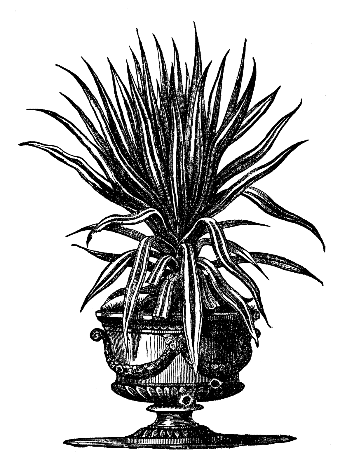 Black And White Flower Clipart