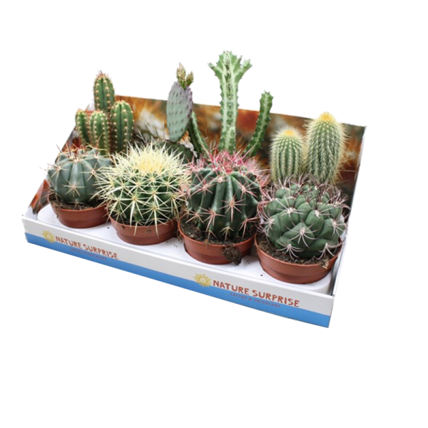Aloe Vera Clipart