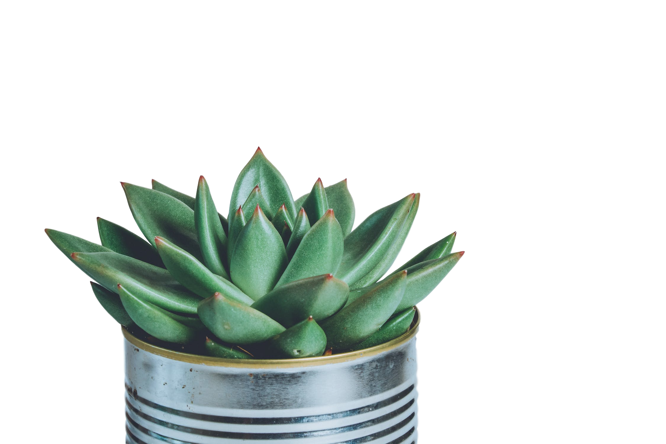 Succulent plant Pexels stock.xchng Image Stock photography Clipart