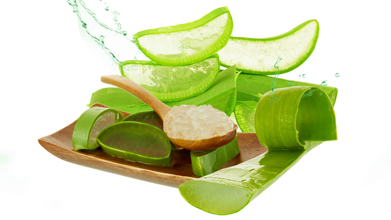 Aloe Vera Clipart