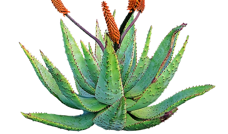 Aloe Vera Clipart