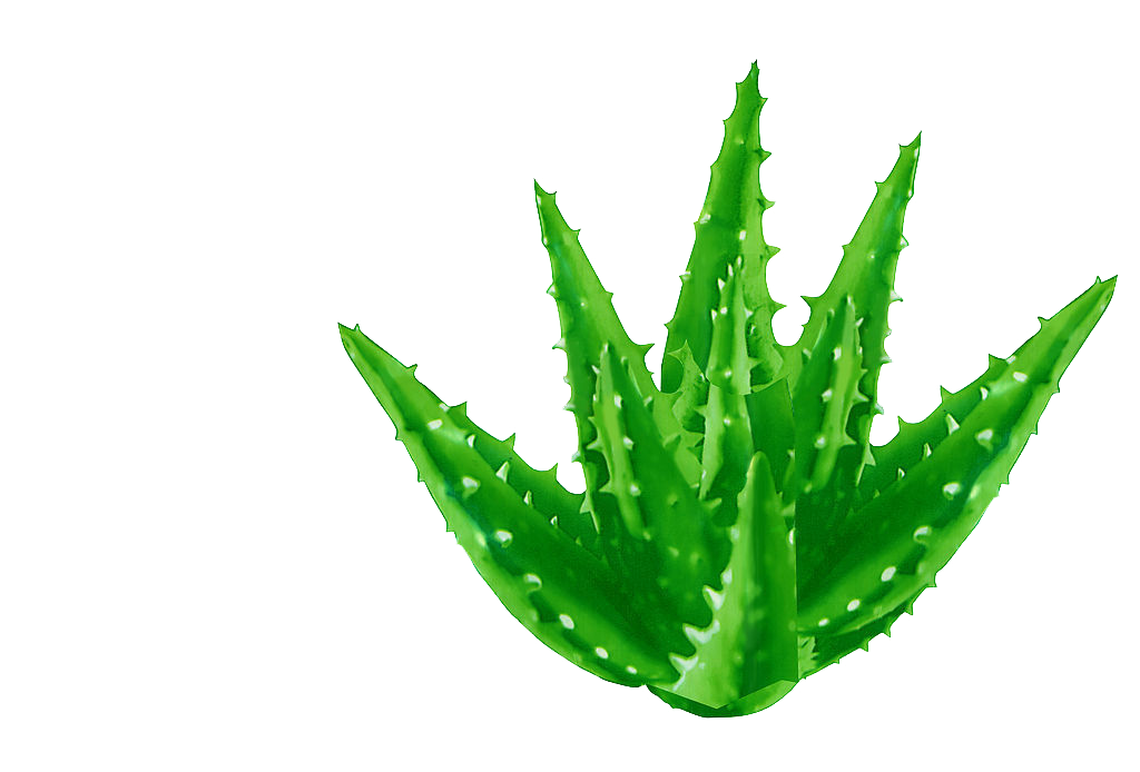 Aloe Vera Leaf Clipart