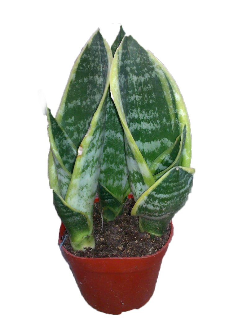 Aloe Vera Leaf Clipart