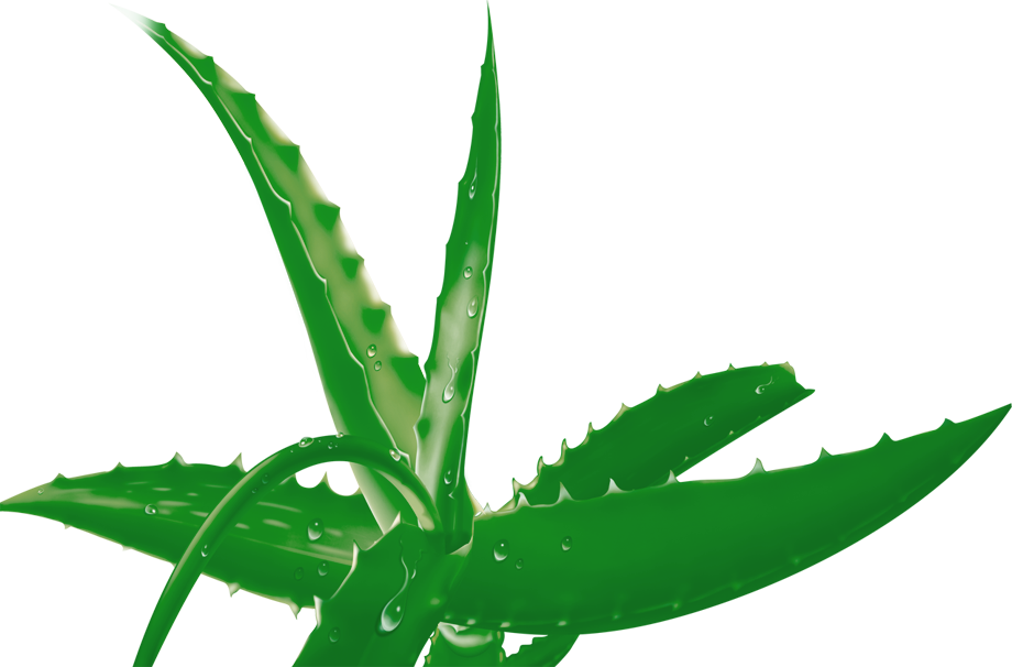 Aloe Vera Leaf Clipart
