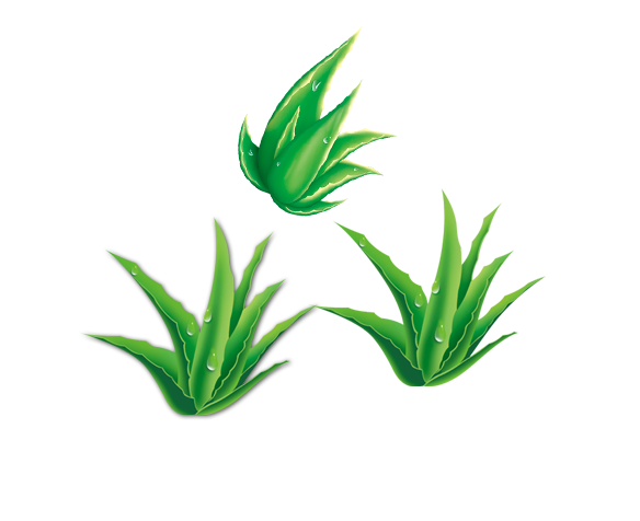 Aloe Vera Leaf Clipart