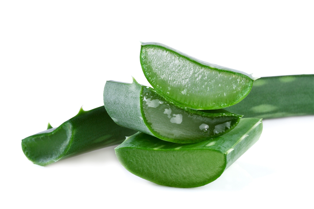 Aloe Vera Leaf Clipart