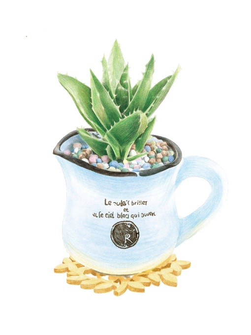 Aloe Vera Clipart