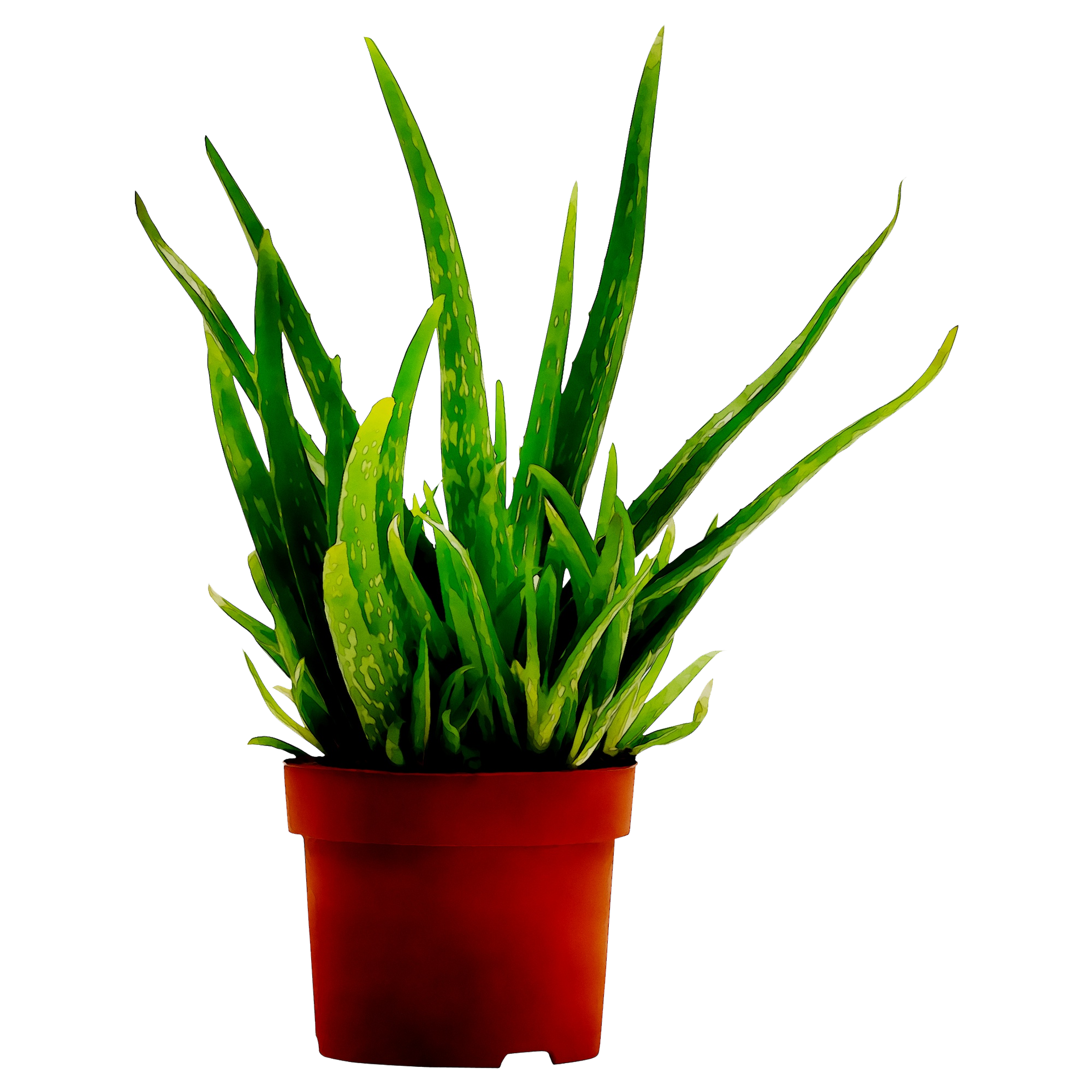 Aloe Vera Clipart