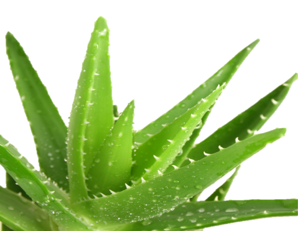 Aloe Vera Clipart