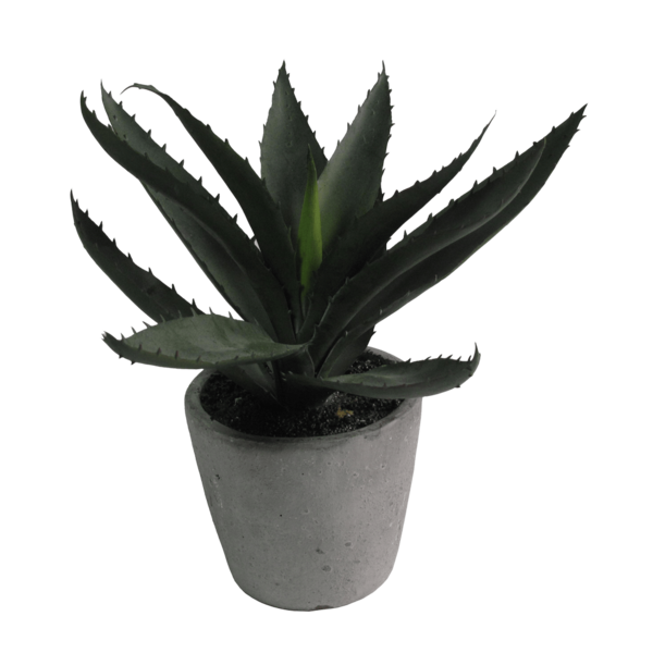 Aloe Vera Leaf Clipart