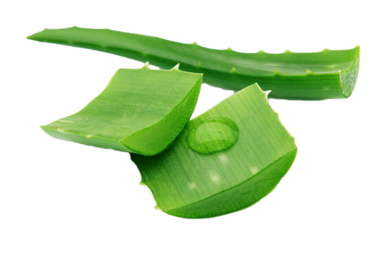 Aloe Vera Clipart