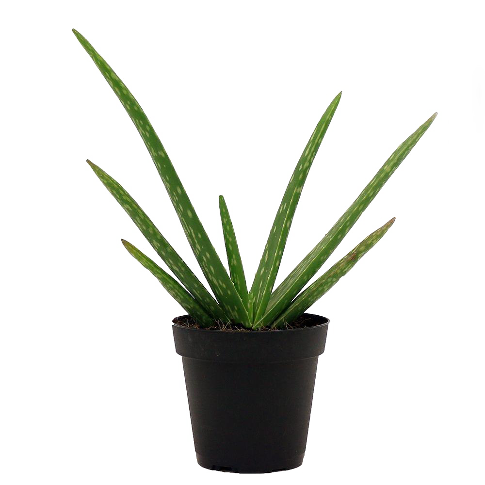 plant flowerpot flower yucca houseplant Clipart