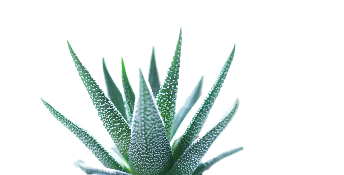 Aloe vera Clipart