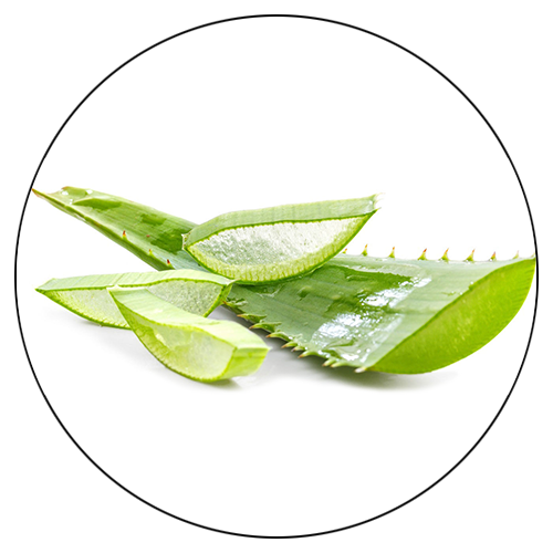 Aloe Vera Leaf Clipart