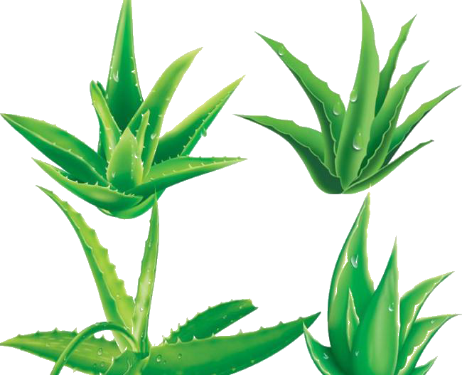 Aloe Vera Clipart