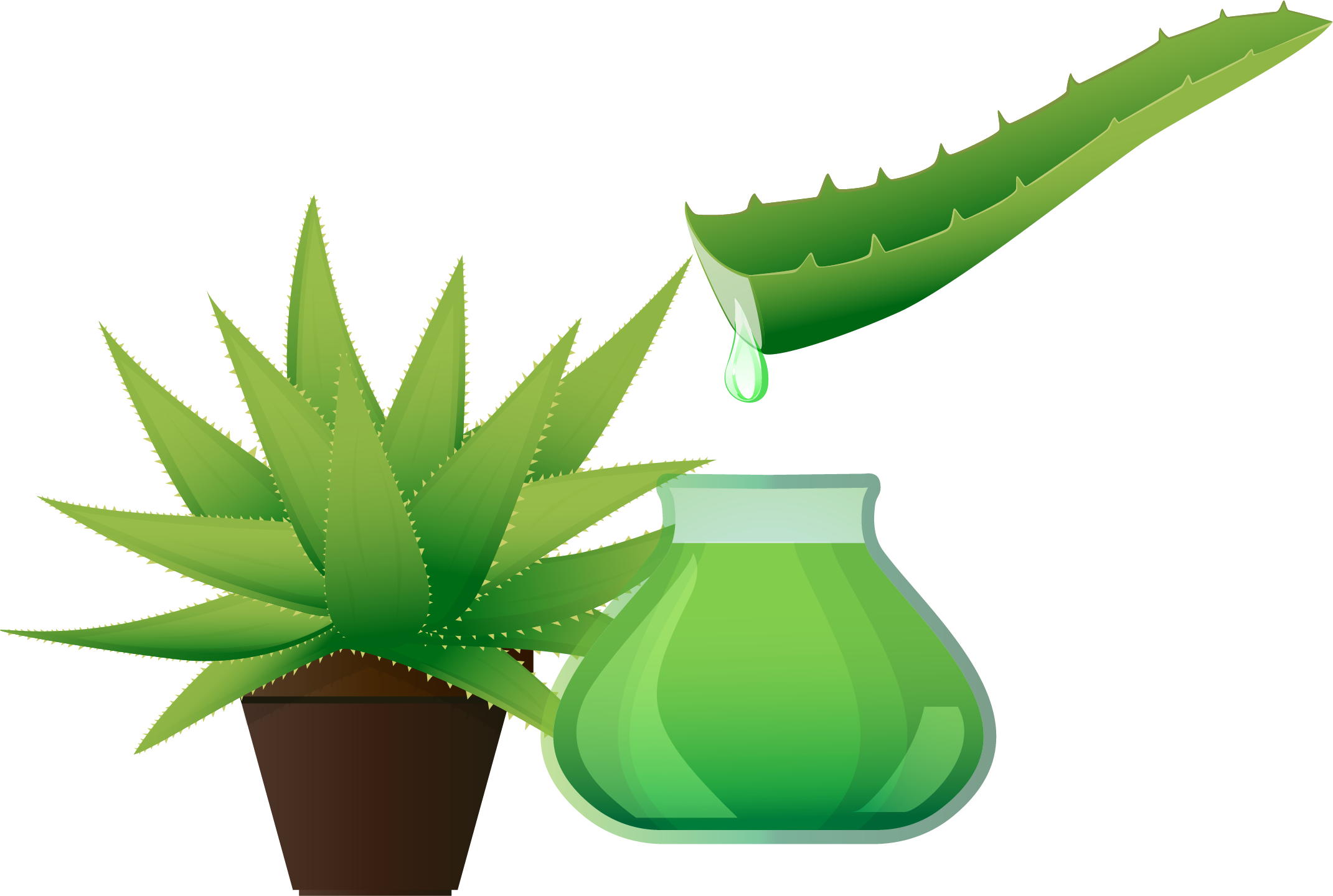 Aloe Vera Leaf Clipart