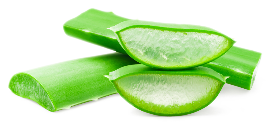 Aloe Vera Clipart