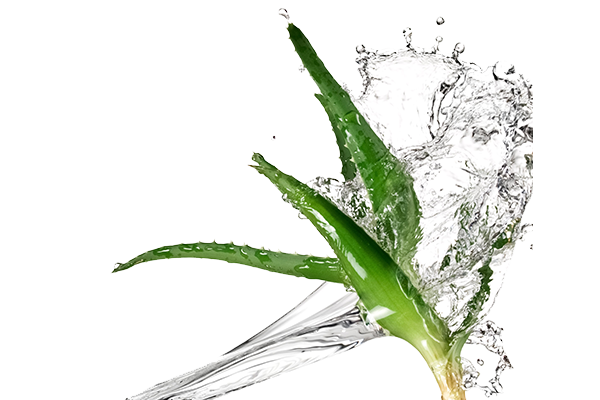 Aloe Vera Leaf Clipart