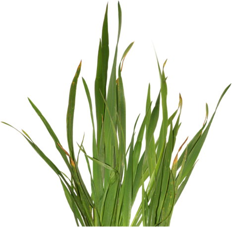 Aloe Vera Clipart